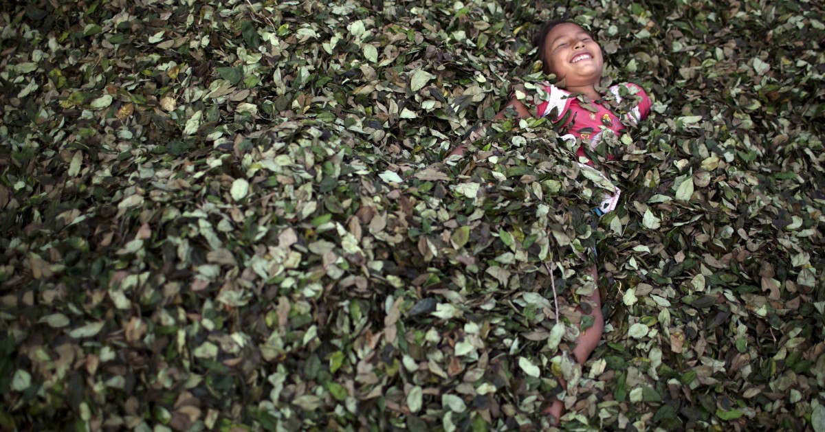 In this Sept. 25, 2013 photo, a girl plays in a bed of coca leaves, in the village of Trincavini in Peru’s Pichari district. Pichari lies on the banks of the Apurimac river in a valley that the United Nations says yields 56 percent of Peru's coca leaves, the basis for cocaine. Coca is central to rituals and religion in Andean culture but in recent decades has become more associated with global drug trafficking. (AP/Rodrigo Abd)