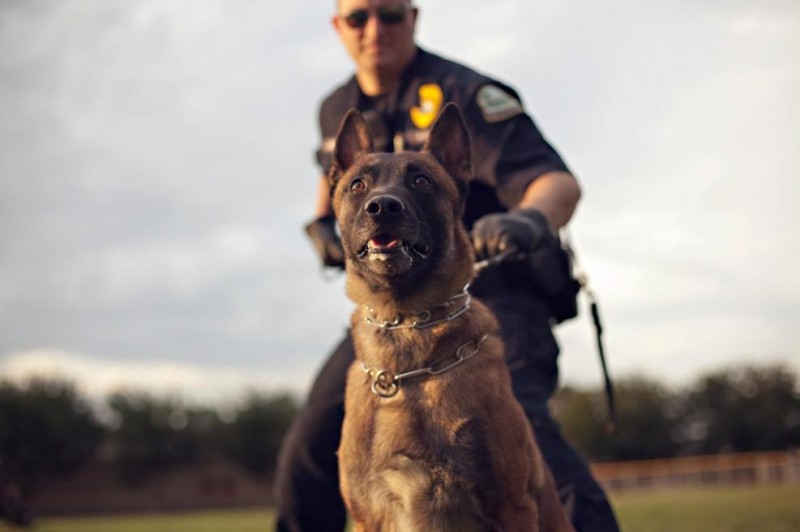 Police Dogs’ Lives Don’t Matter? 12 Police Dogs Died Of Heat Exhaustion ...