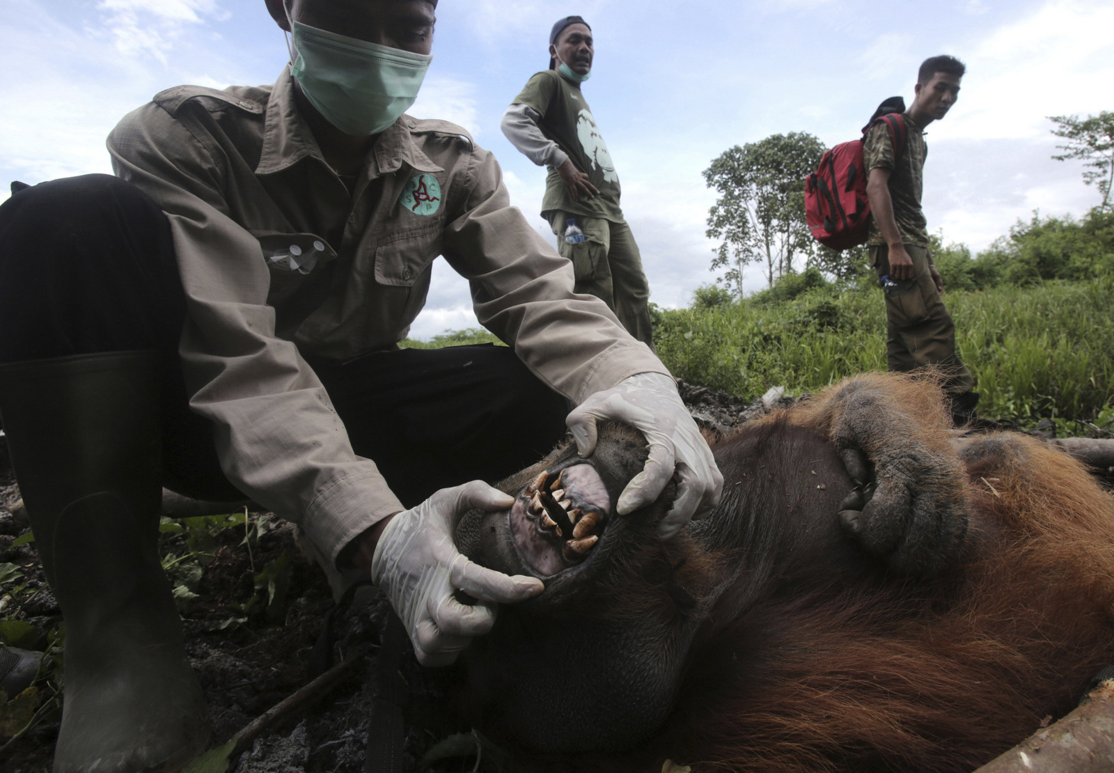 In Photos Palm  Oil  Plantations Are Killing Orangutans In 